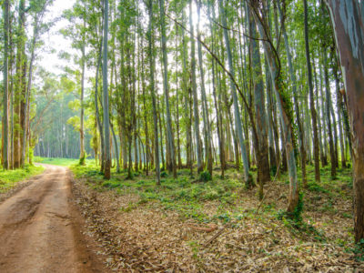 Eucalyptus plantation (1)